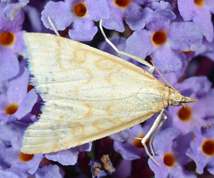 Udea lutealis - Pale Straw Pearl